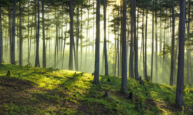 Ván gỗ toàn cầu OSB góp phần bảo vệ rừng